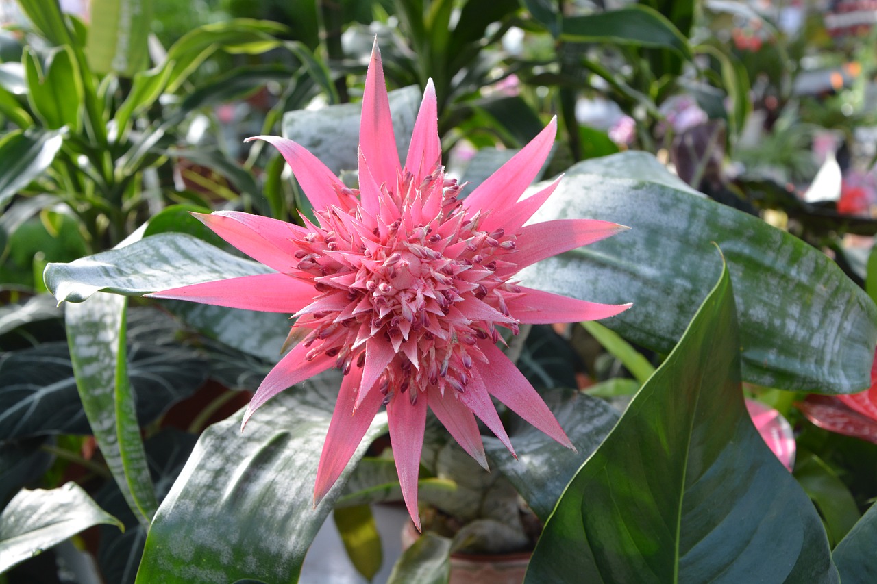 Image - plant aechmea pamera flowering plant