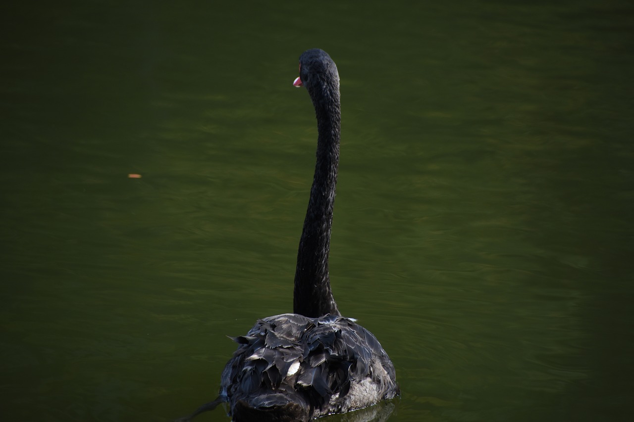 Image - black swan waterfowl swim swan