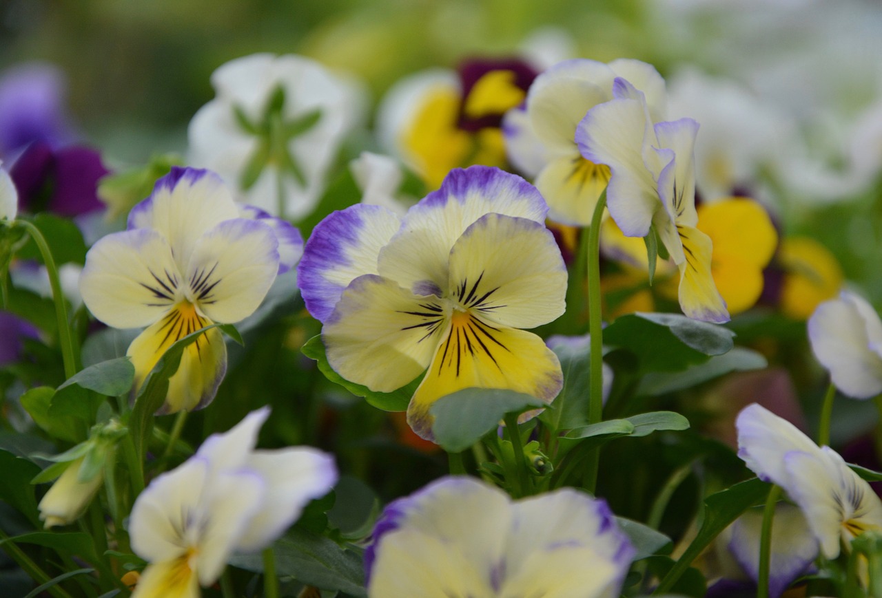 Image - flowers mini thoughts yellow purple