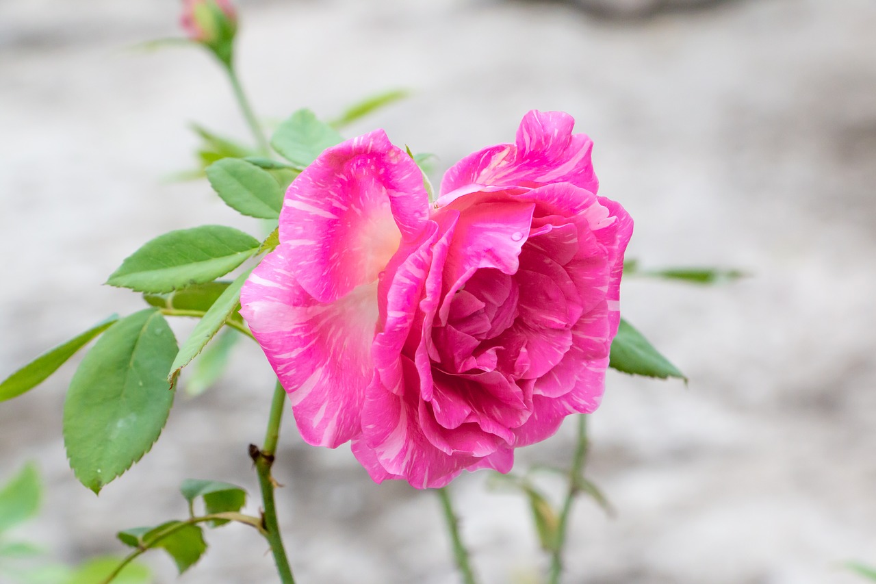 Image - rose pink rose perennial flower