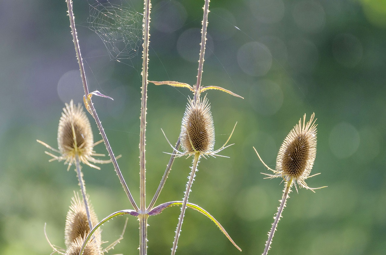 Image - thistle macro flower spider webs