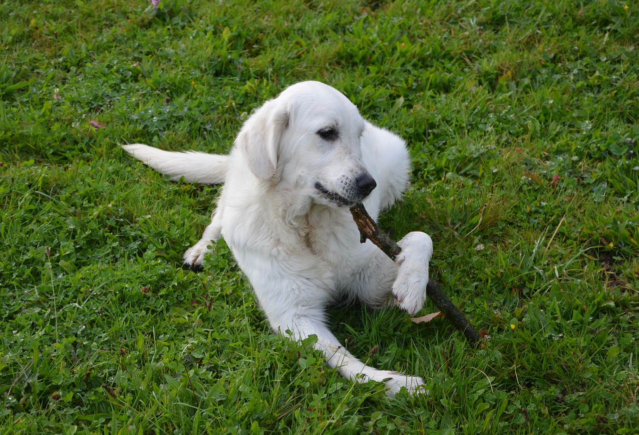 Image - dog dog golden retriever sunset