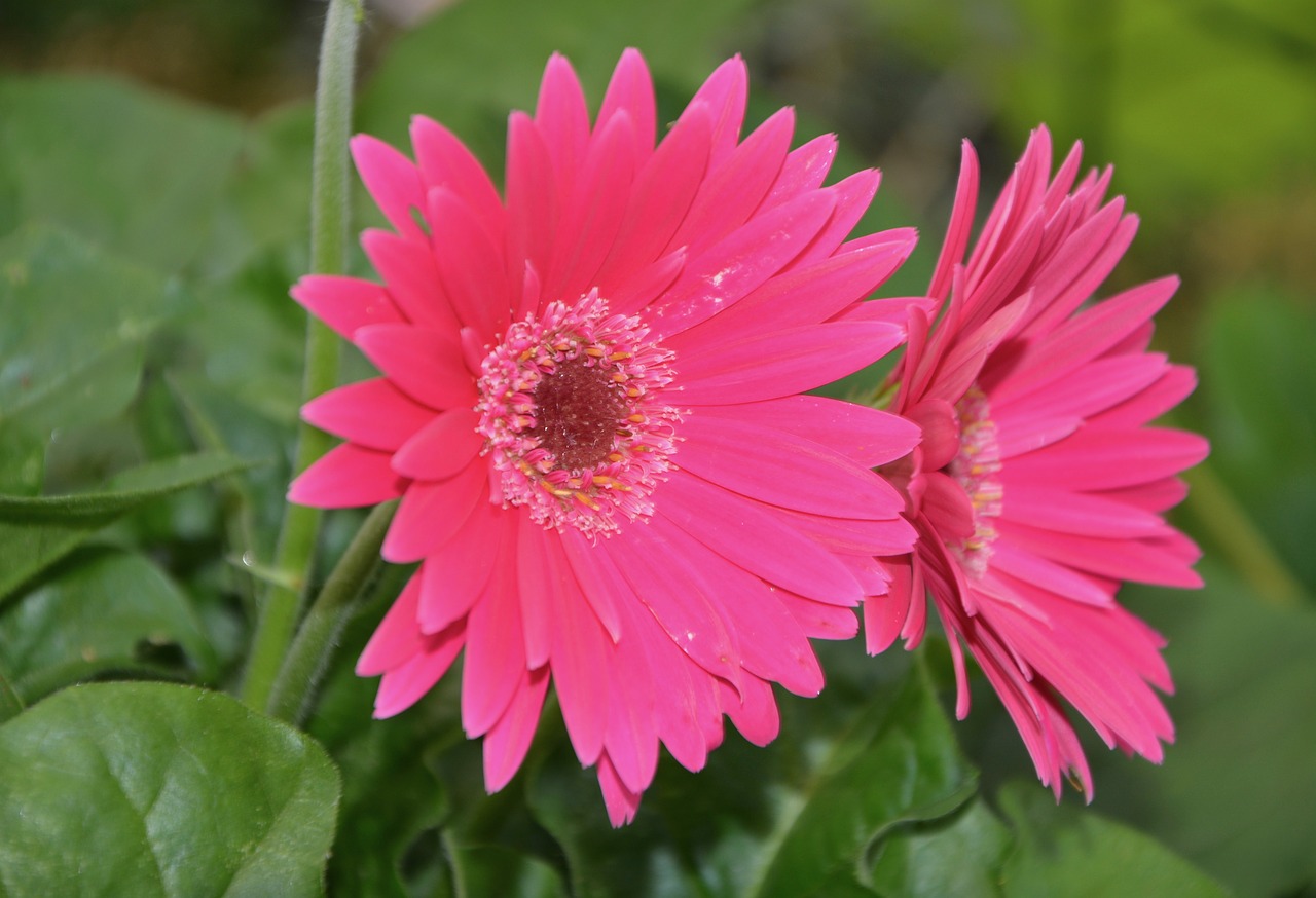 Image - flower marguerite rose green leaves