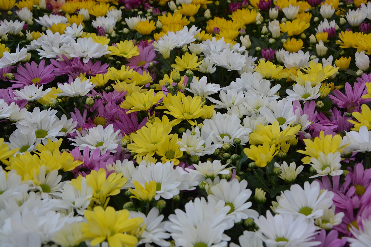 Image - flowers massif plants color white