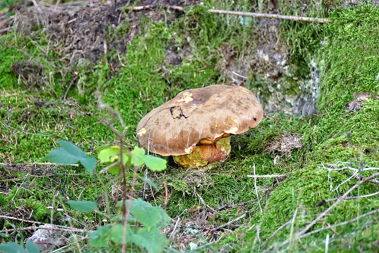 Image - mushroom weathered nature