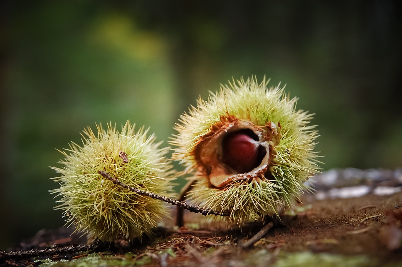 Image - bug shell spicy nature chestnut