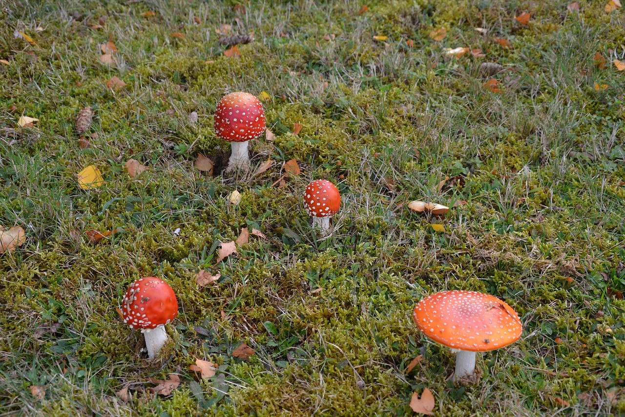 Image - fungus grass nature garden