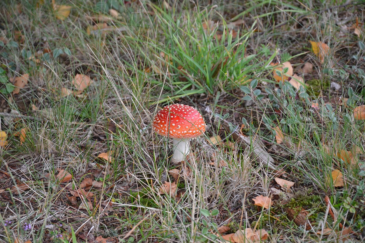 Image - fungus grass nature garden