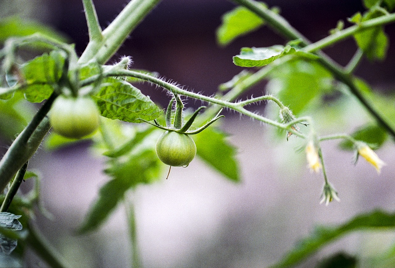 Image - tomato flower green food vegetable