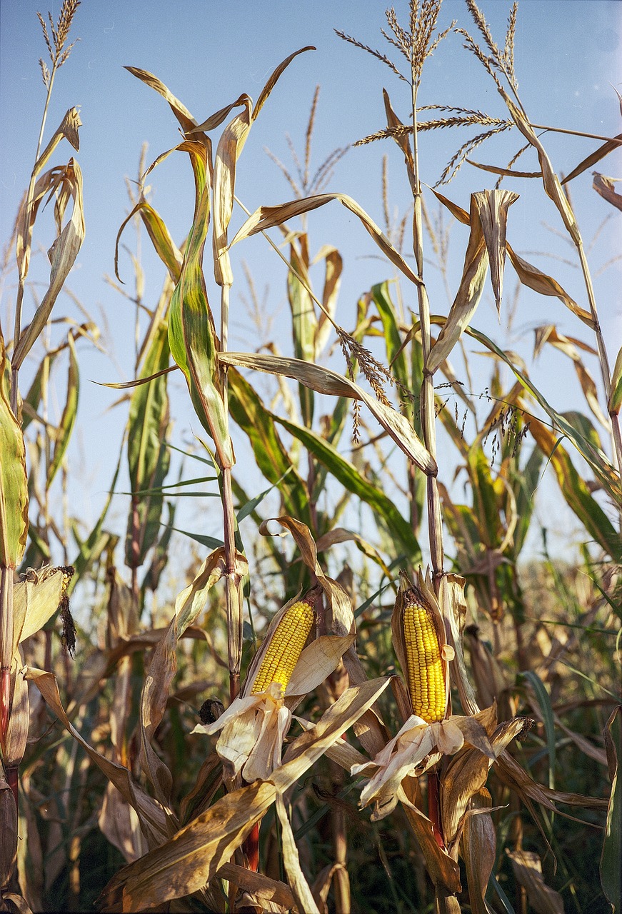 Image - corn cob grain food organic fresh