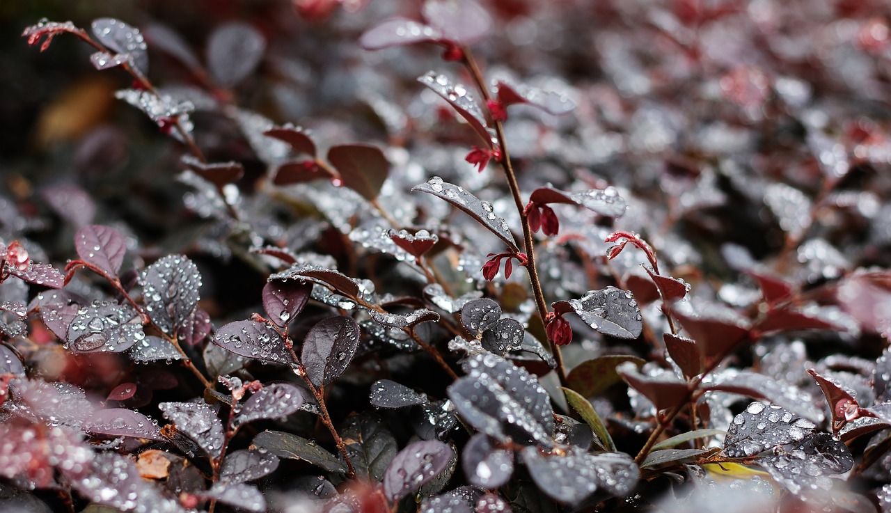 Image - raindrops tree leaves w nature