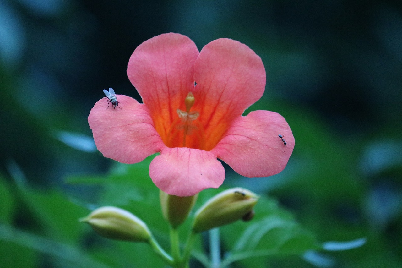 Image - red flower bee floral nature