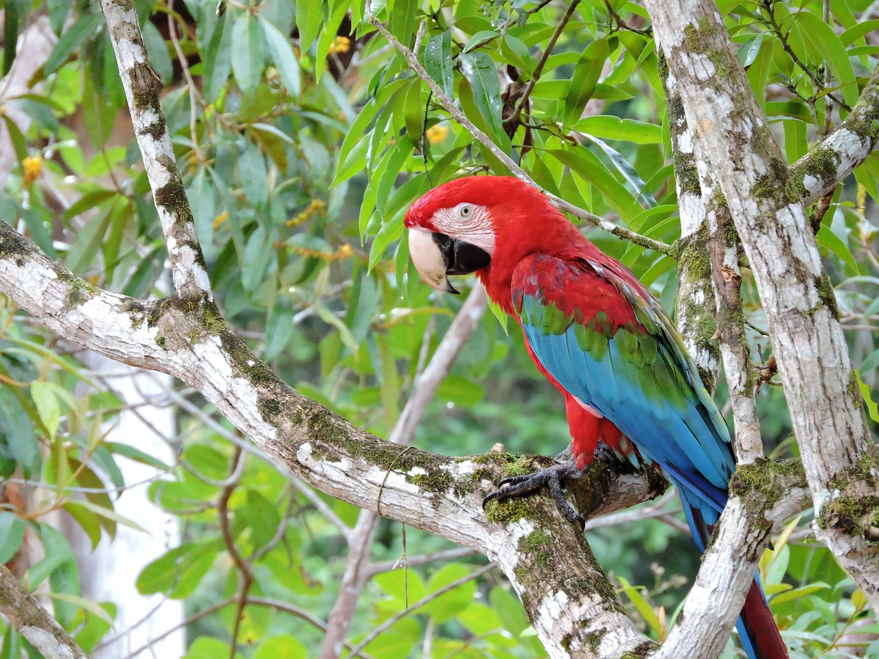 Image - nature animals fauna amazonas