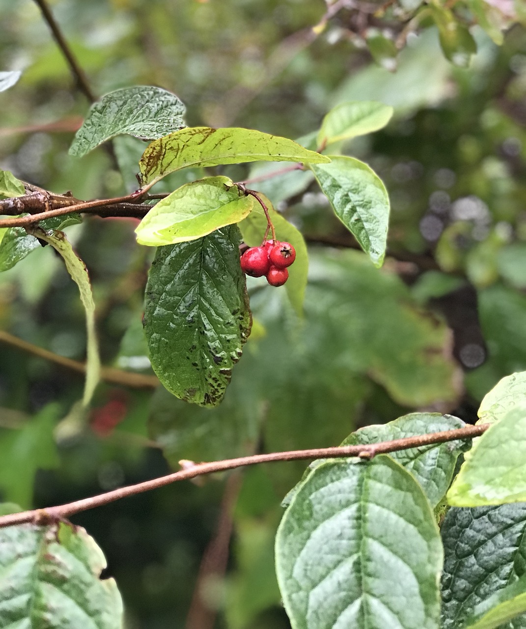 Image - autumn red berries leaves branch