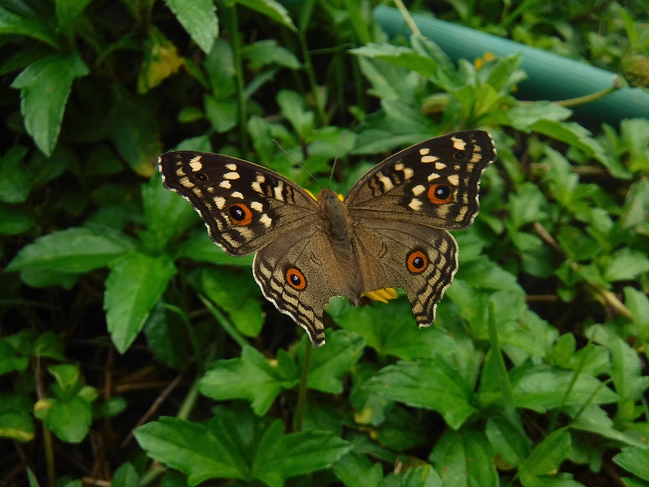 Image - butterfly autumn leaves nature