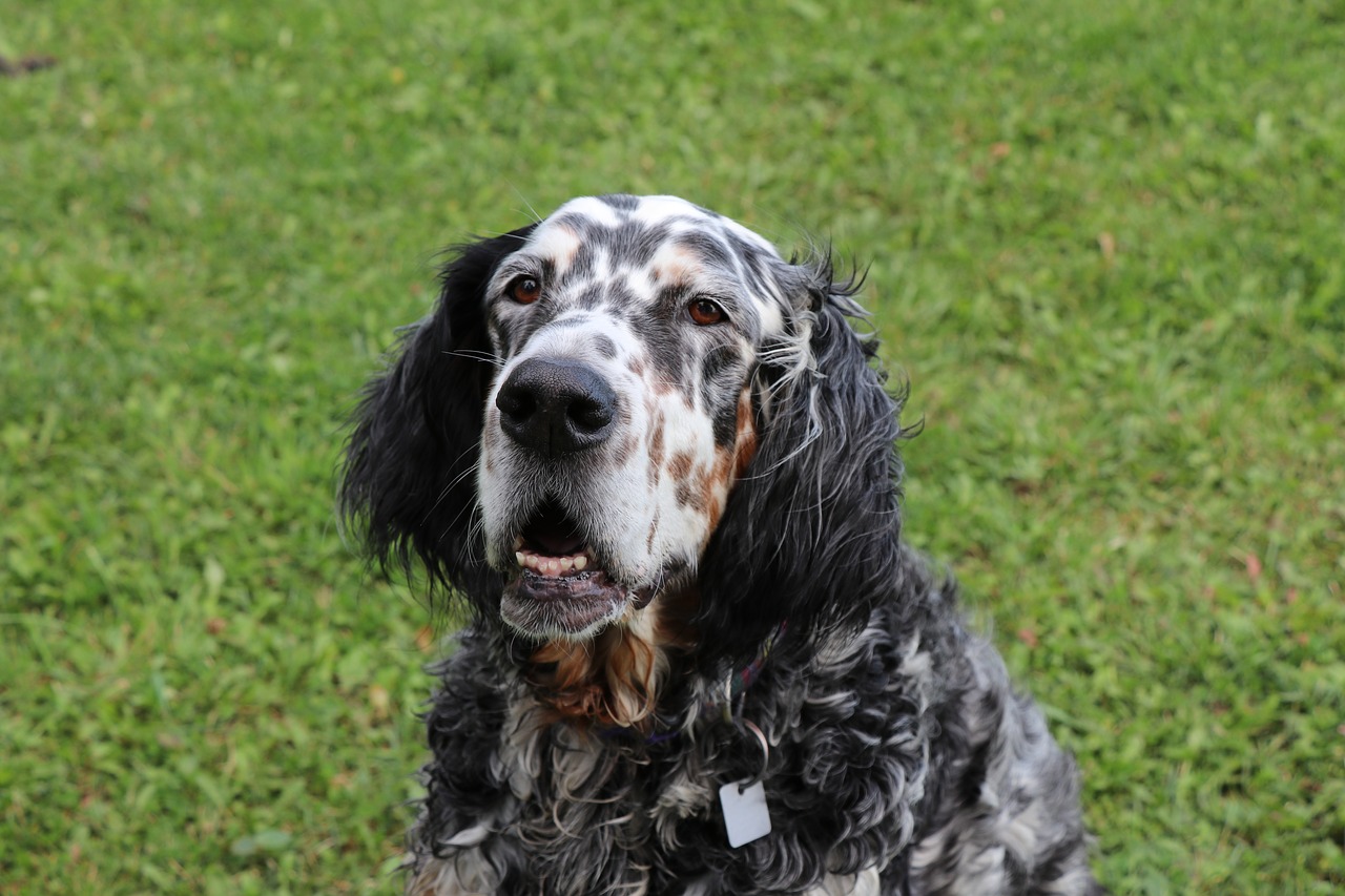 Image - english setter dog setter canine