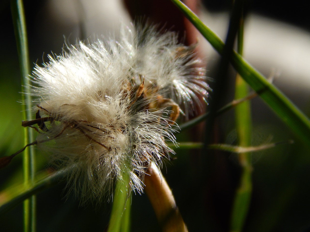 Image - seed reproduction flower