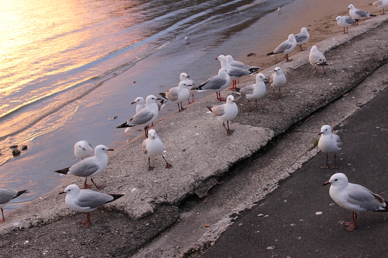 Image - gulls bank evening birds many