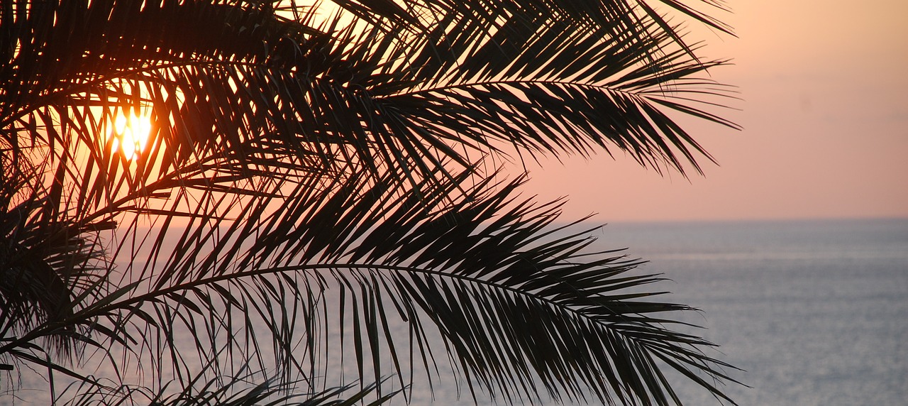 Image - palm tree ocean tree tropical