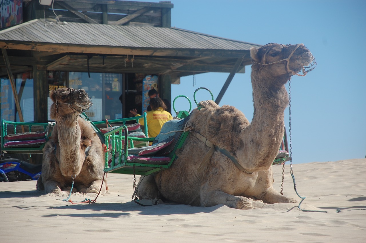 Image - camels sand travel nature animal