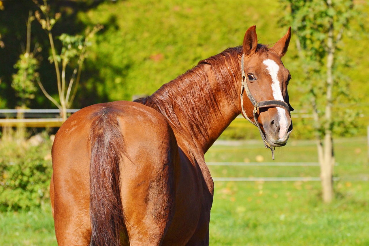 Image - horse ride reiter equestrian