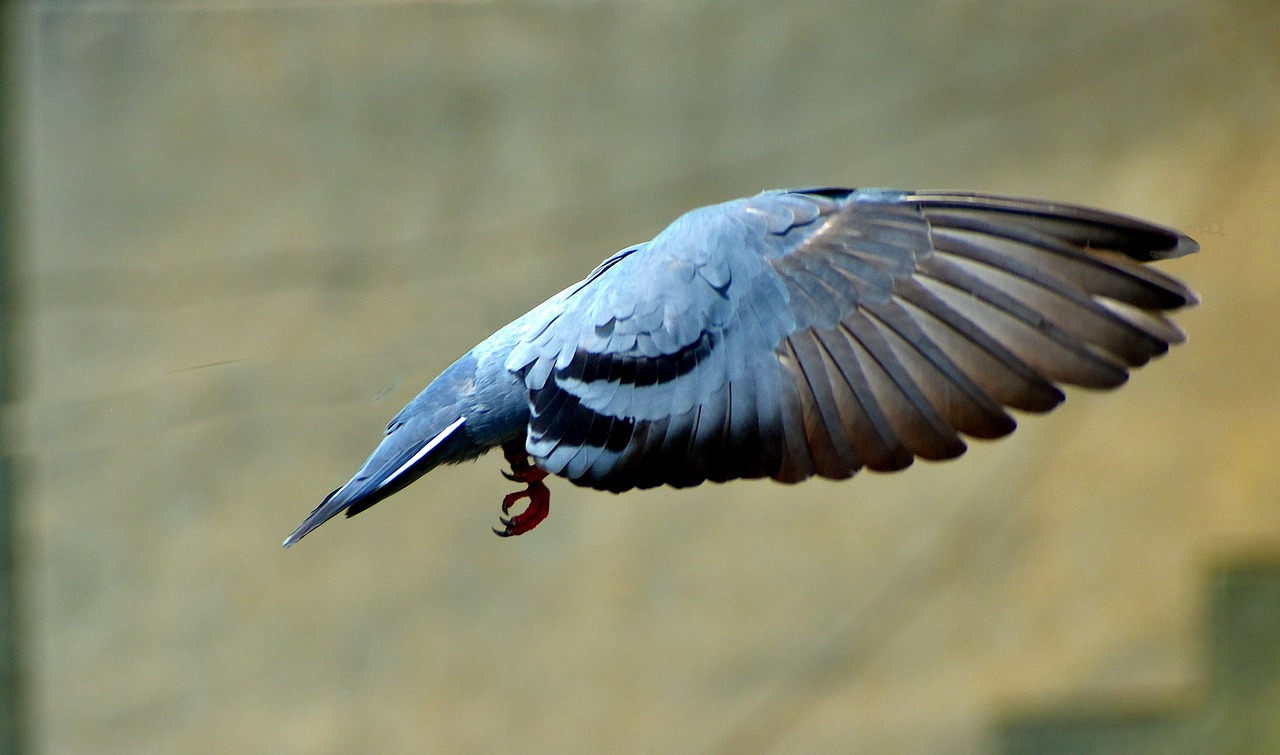 Image - pigeon flying wings bird headless