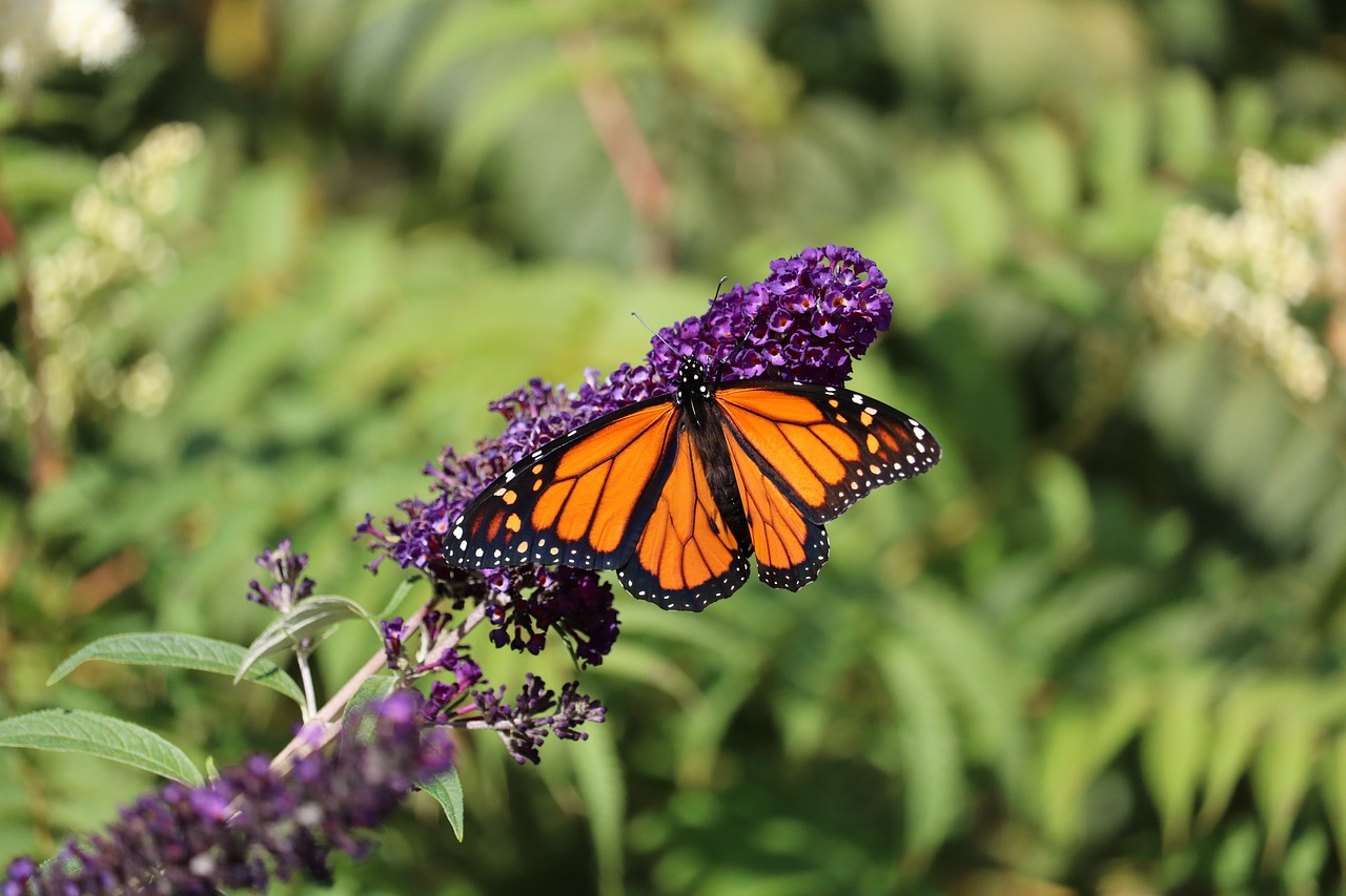 Image - butterfly monarch purple flower