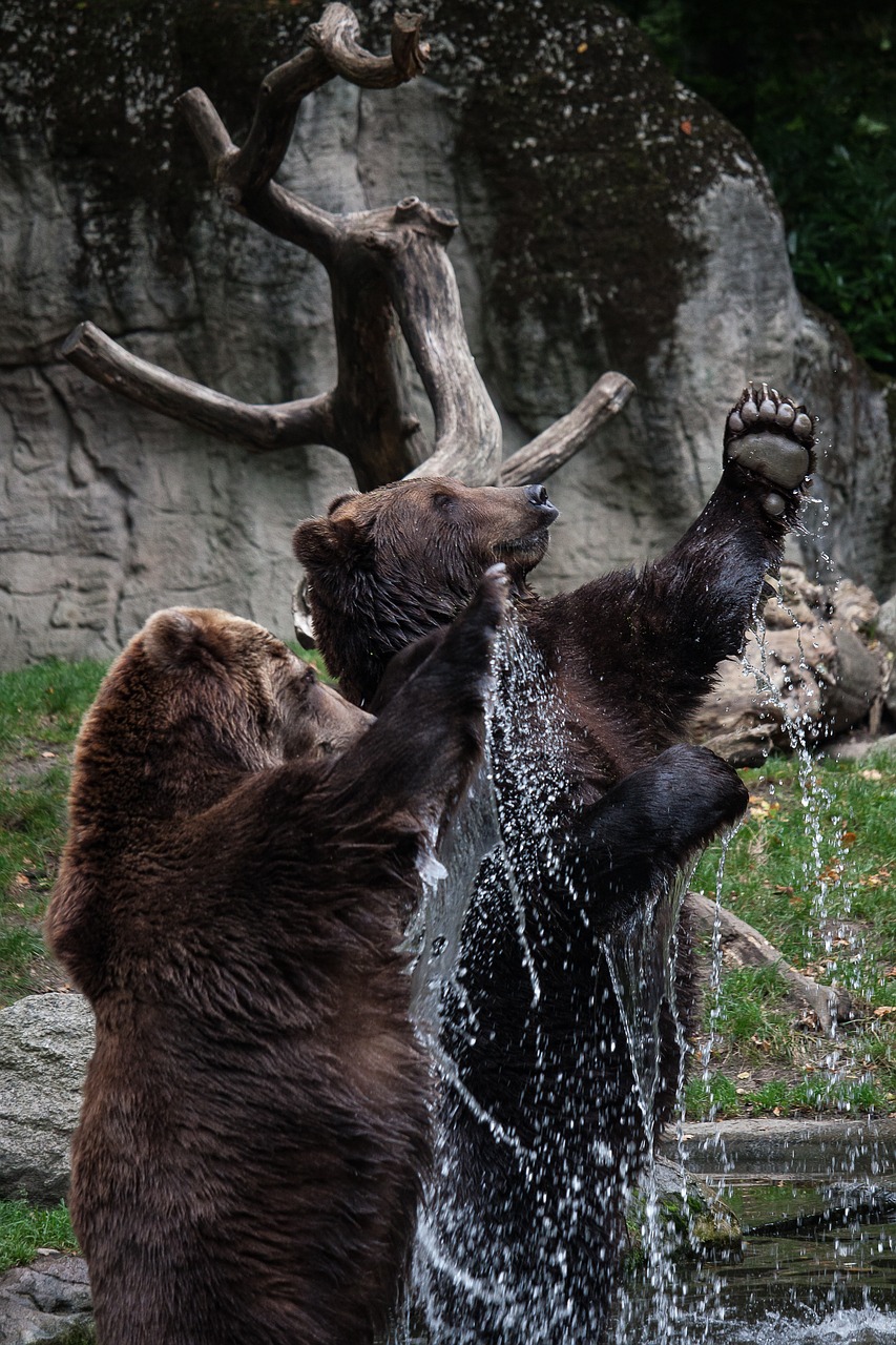 Image - bear animal water standing