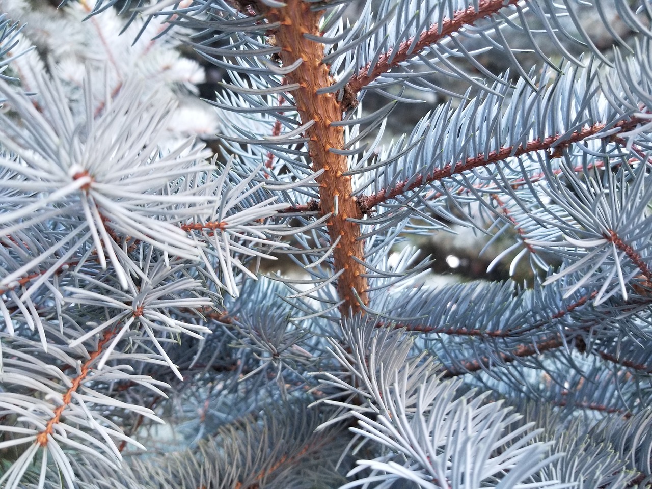 Image - tree winter christmas pine needle