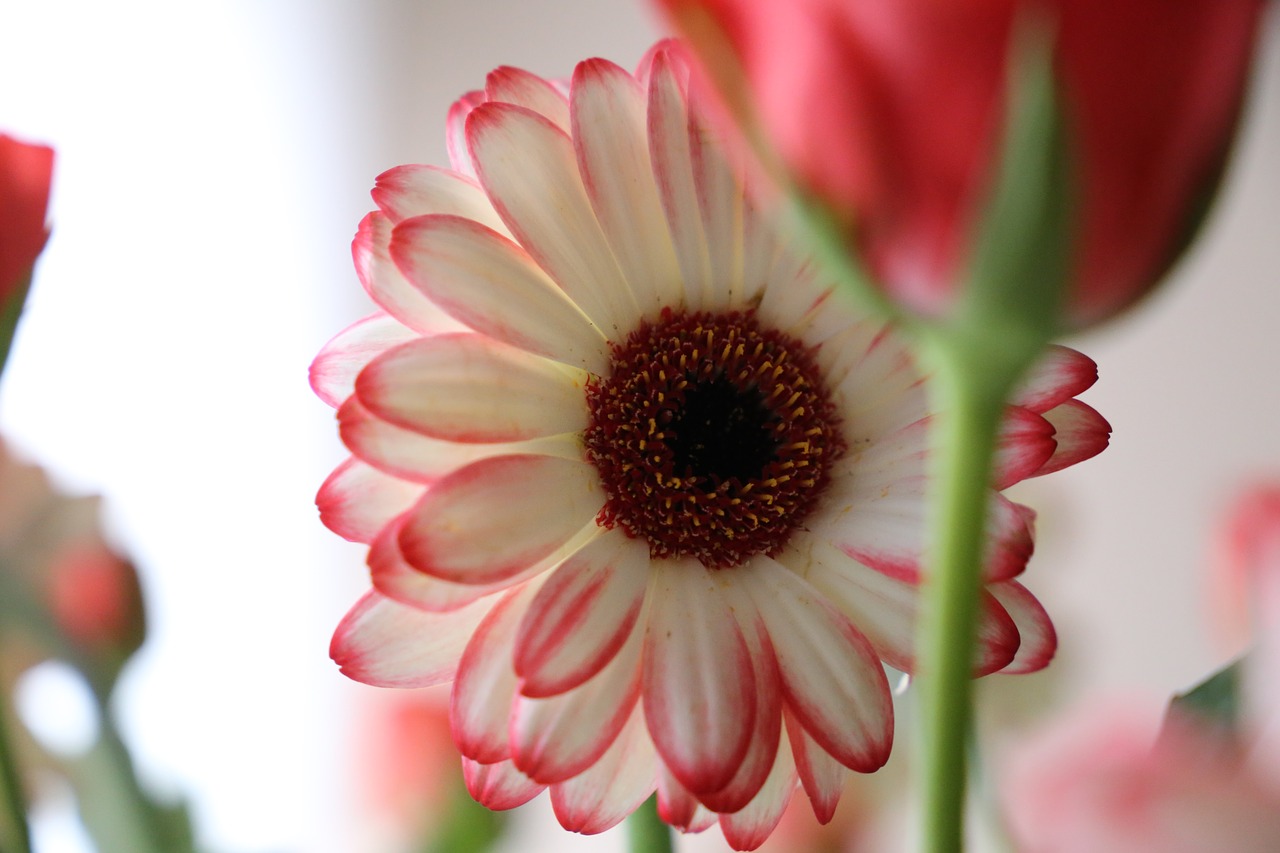 Image - flower gerbera focus rose white