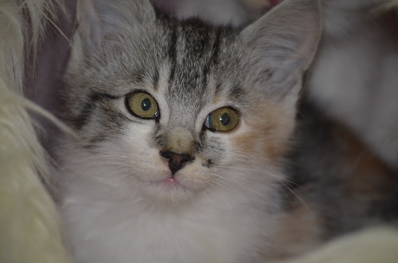 Image - kitten cat sweet small baby view