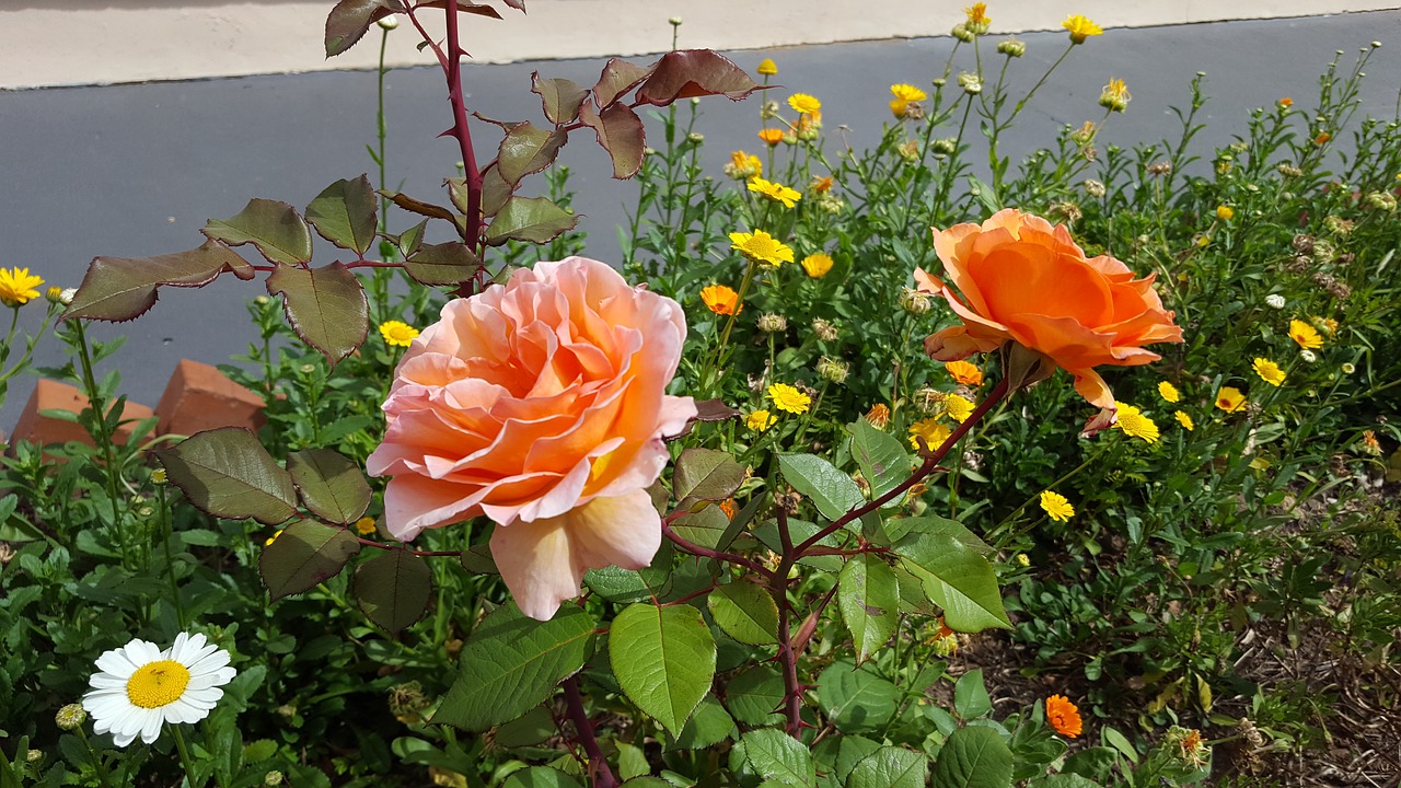 Image - rosa flower flowers oranges