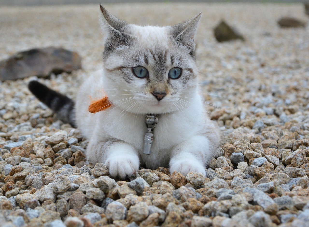 Image - cat kitten sleeping blue eyes