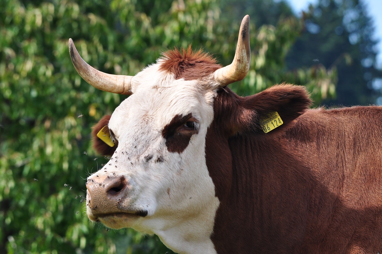 Image - beef black forest simmental cattle