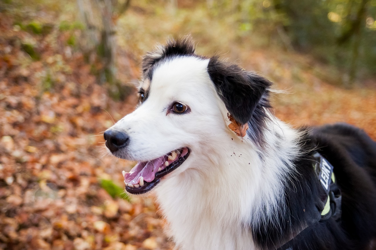 Image - dog berger forest domestic animal