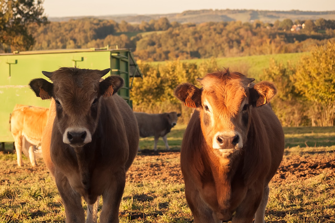 Image - cow animals aubrac cattle