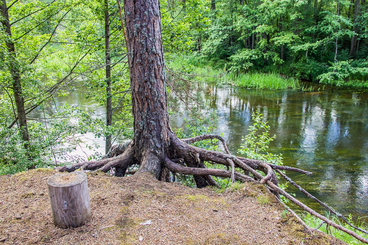 Image - beach forest r great russia
