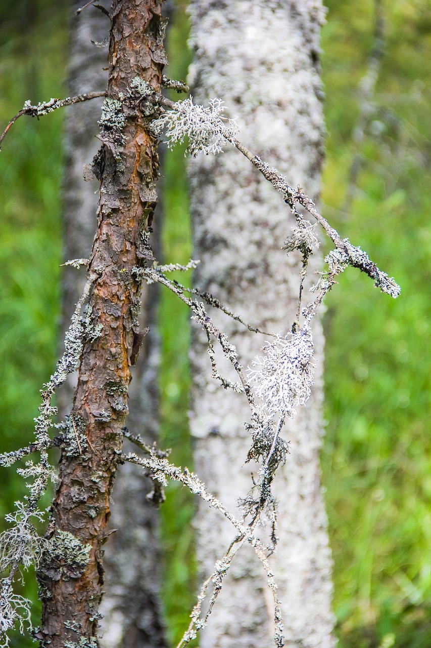 Image - moss lichen forest living nature