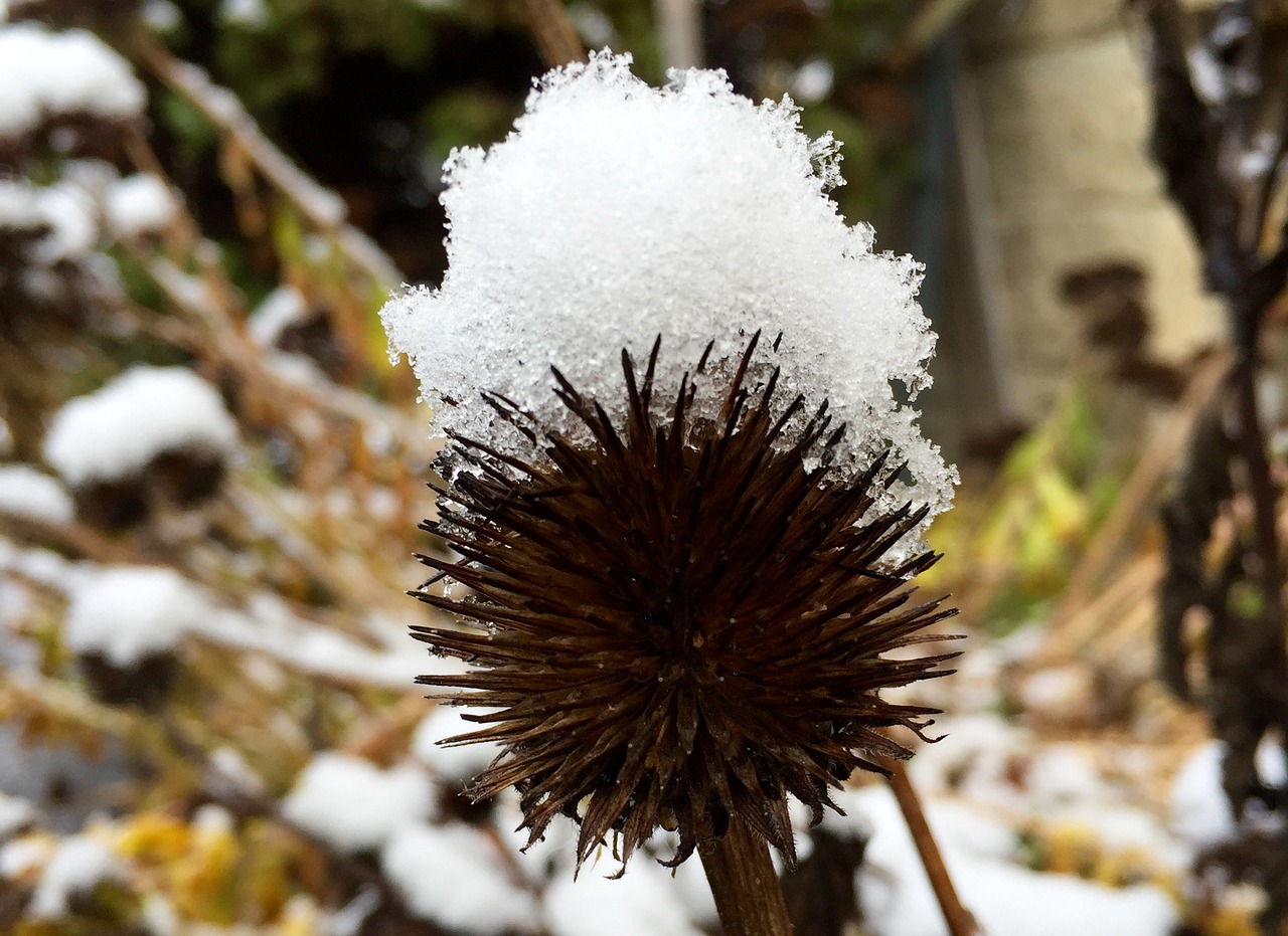 Image - winter nature cold snow frost