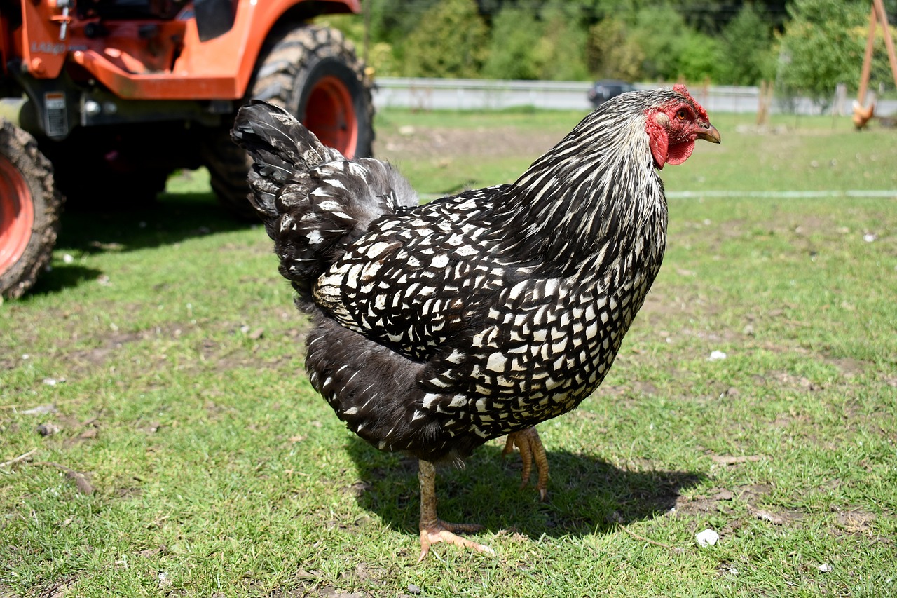 Image - chicken farm washington