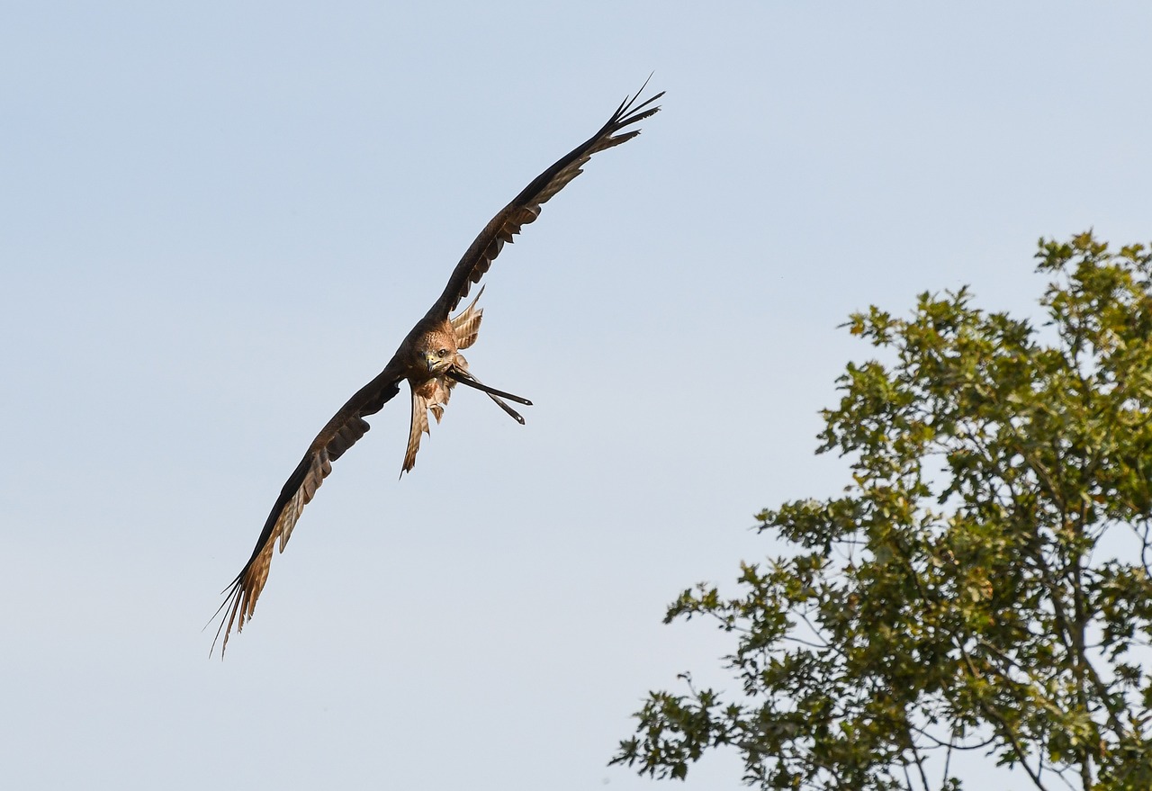 Image - buzzard raptor flight sky bird