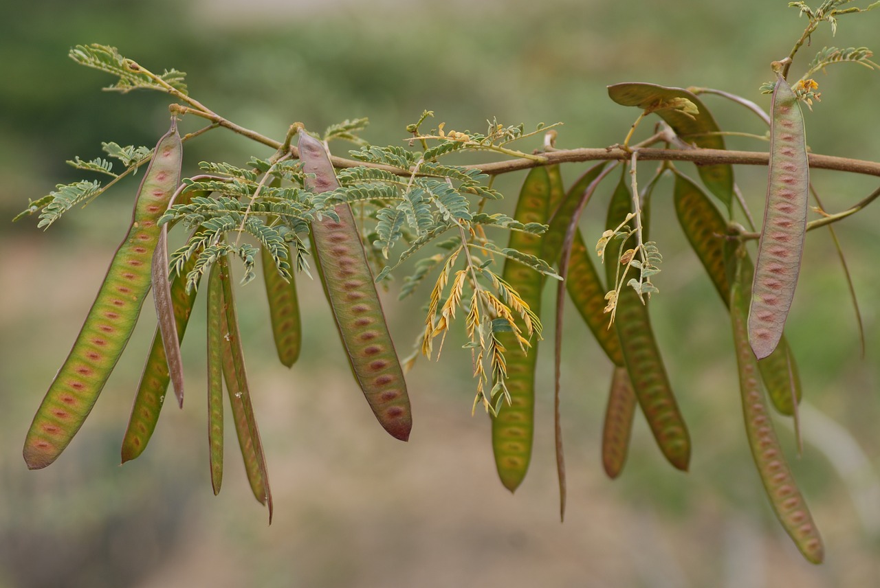 Image - guaje branch vegetable