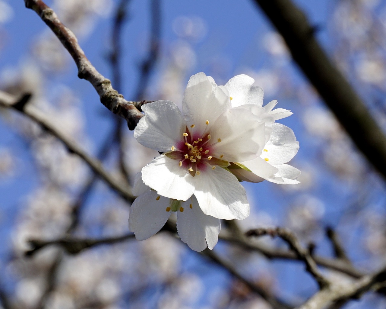 Image - flower almond tree flowering spring