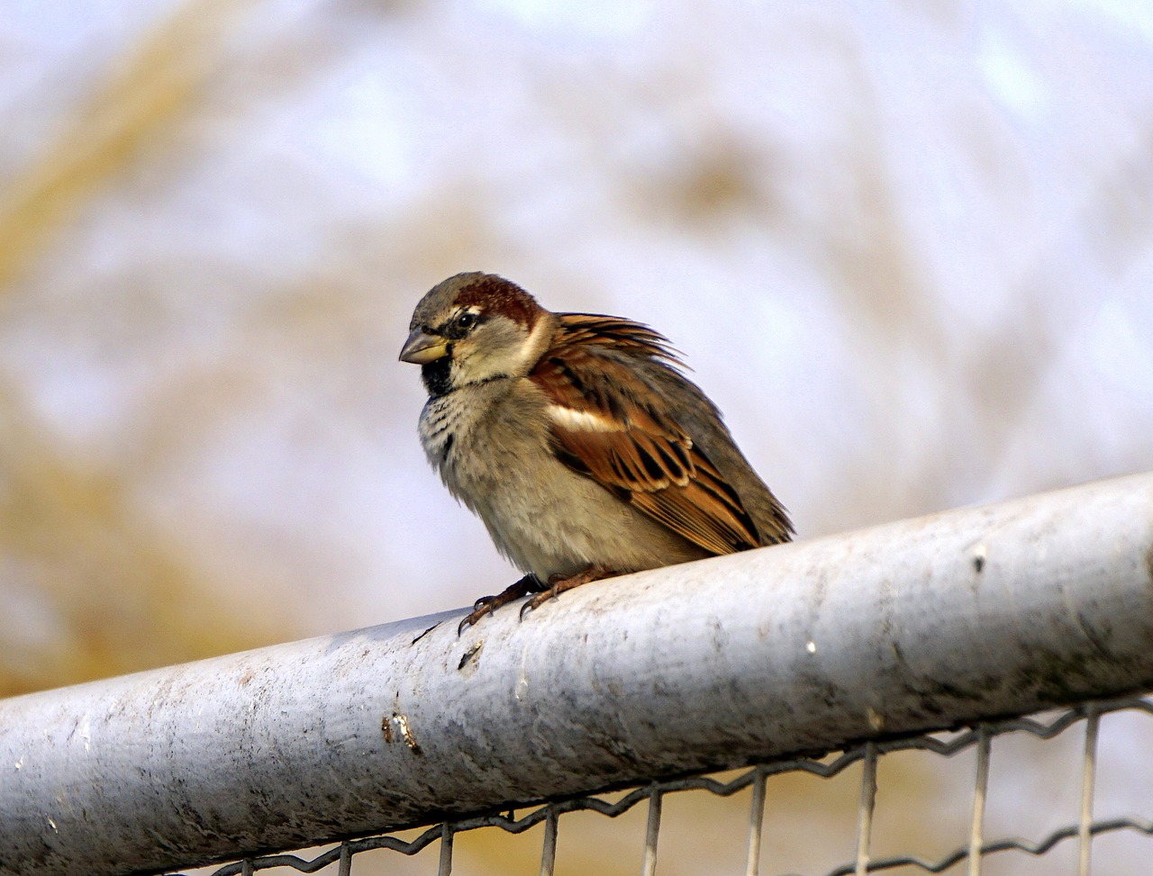 Image - bird gorrion little bird ave