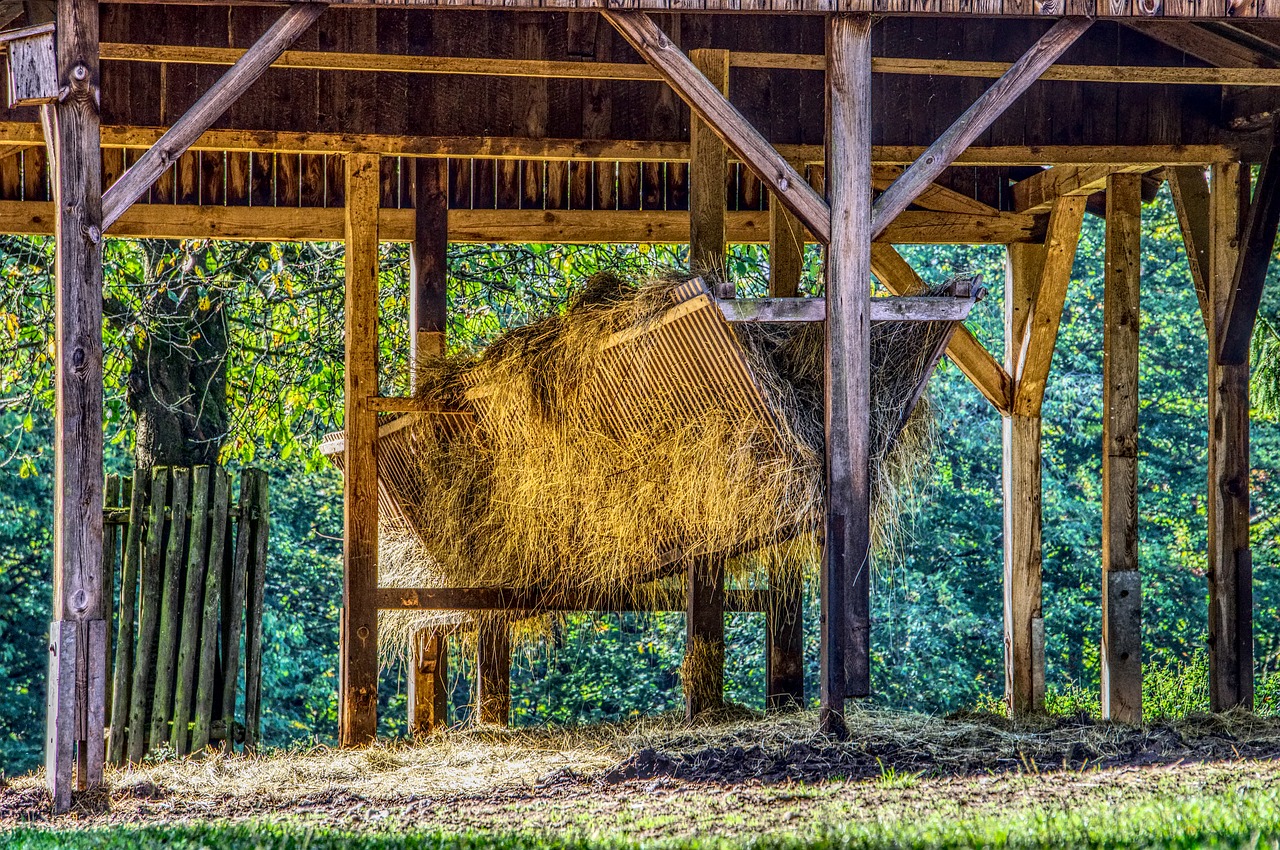 Image - cattle feed feeding wild deer park