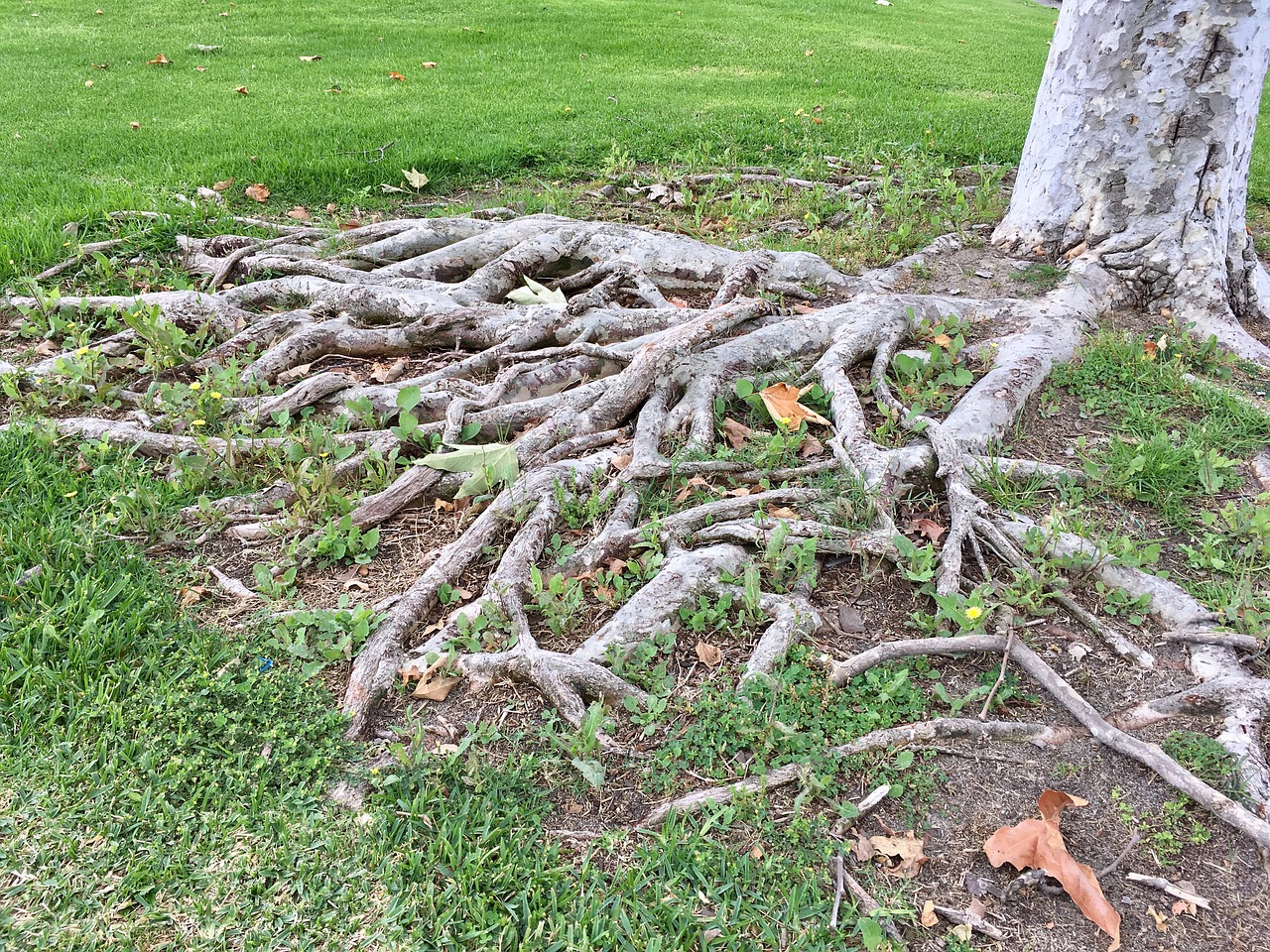 Image - root tree grass