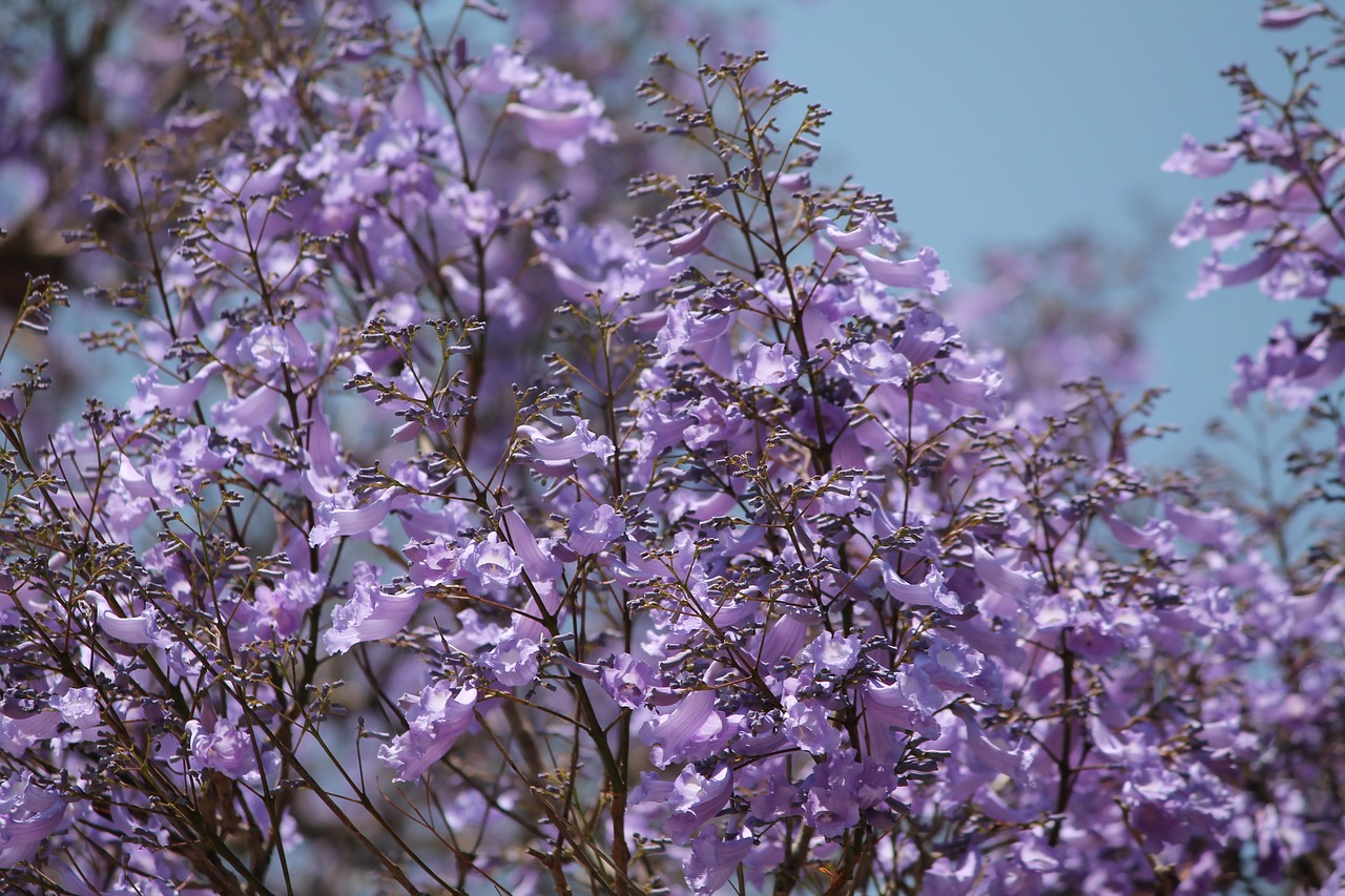 Image - nature purple jacaranda tree