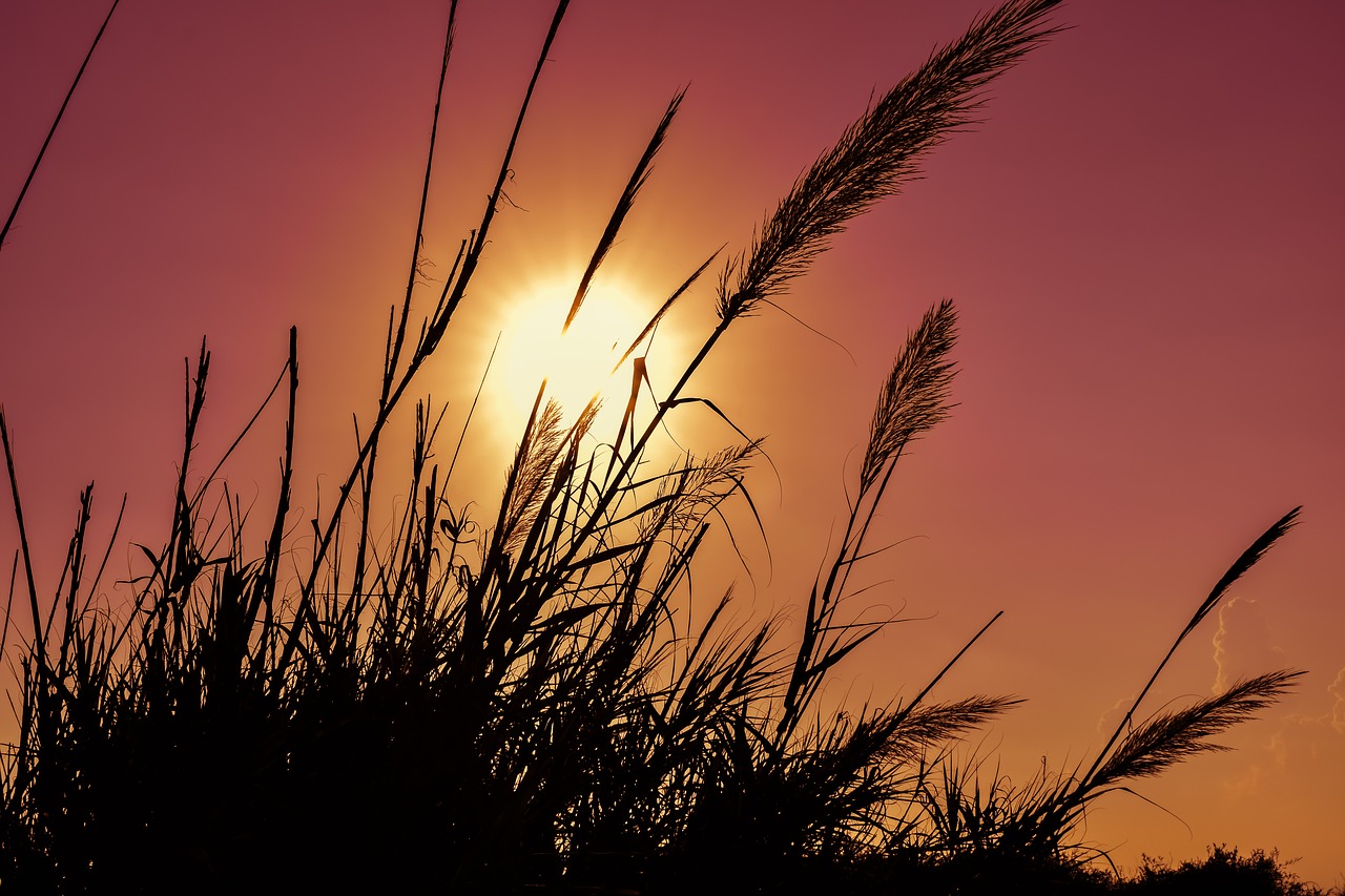 Image - reeds sun sunset nature colorful