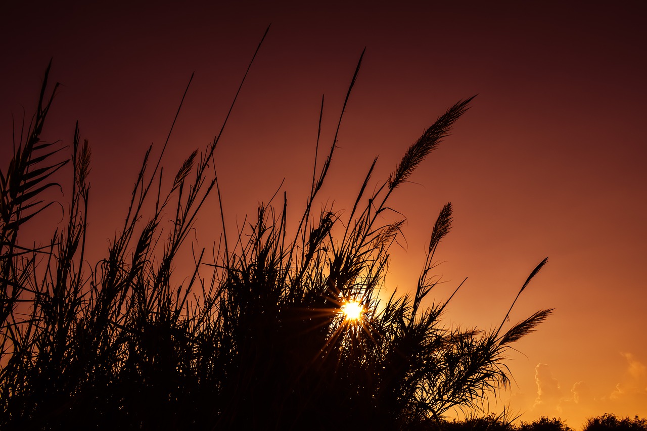 Image - reeds sun sunset nature colorful