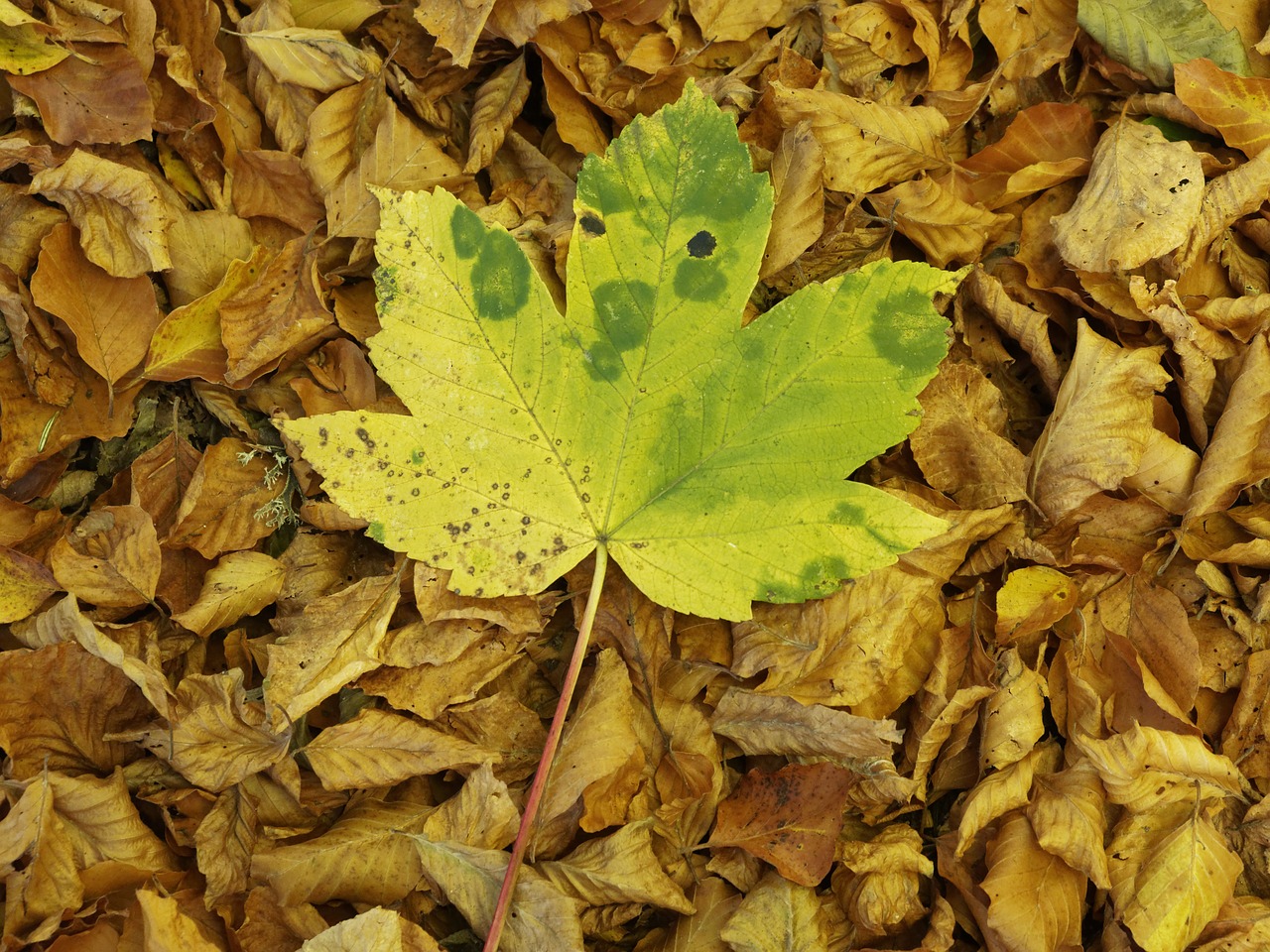 Image - leaves nature fall autumn leaf